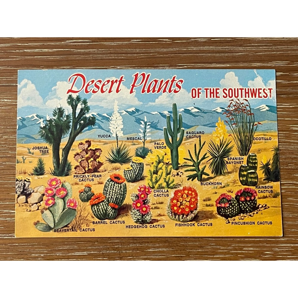 00269 - Vintage Desert Plants Southwest Scenic Postcard Cactus‎ Art 1971 FS-1375